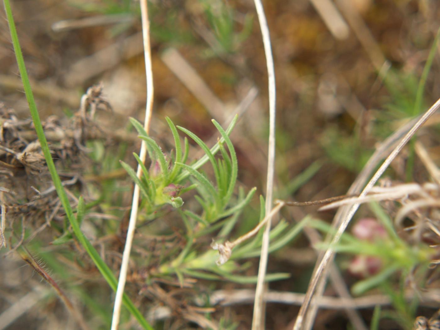 Plantain, Shrubby leaf